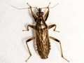 Himacerus major